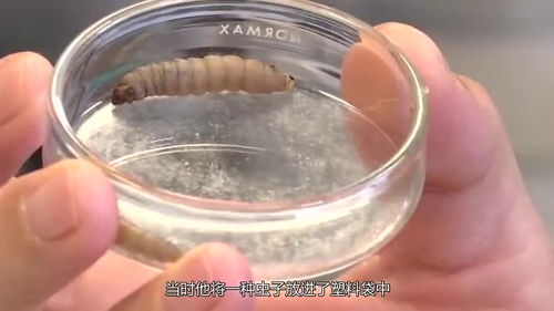 專家發現環境救星 吃塑膠蟲,百只12小時啃光一個塑膠袋